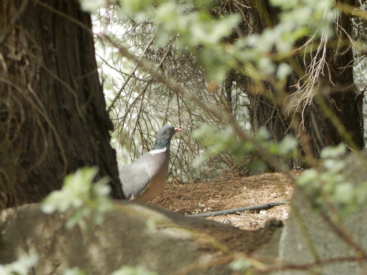 در این مناطق پایتخت به تماشای پرندههای زیبا بنشینید