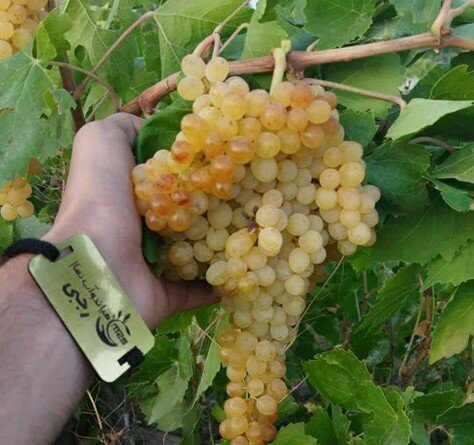 افزایش سودآوری باغات انگور با خرید و کاشت نهال انگور پربار