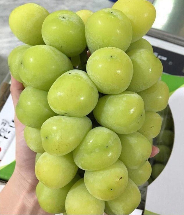 افزایش سودآوری باغات انگور با خرید و کاشت نهال انگور پربار