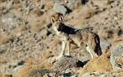 تصاویر گرگ‌های گرسنه در پناهگاه حیات وحش شیرکوه