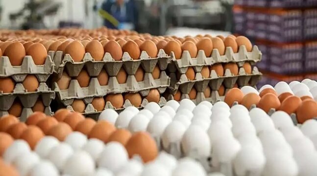 تخم مرغ ارزان شد؛ قیمت جدید هر شانه تخم مرغ بسته بندی در بازار