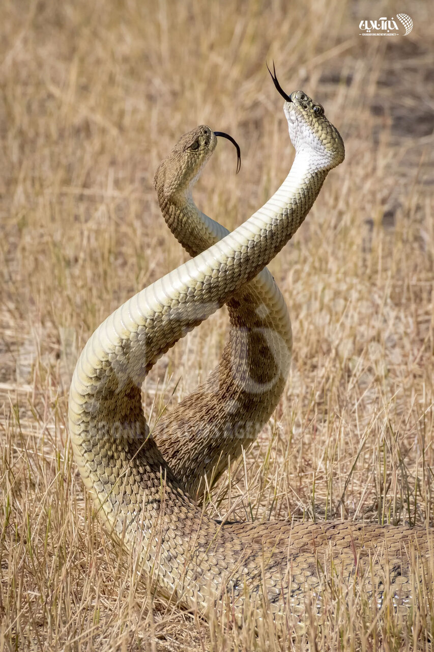 مار زنگی