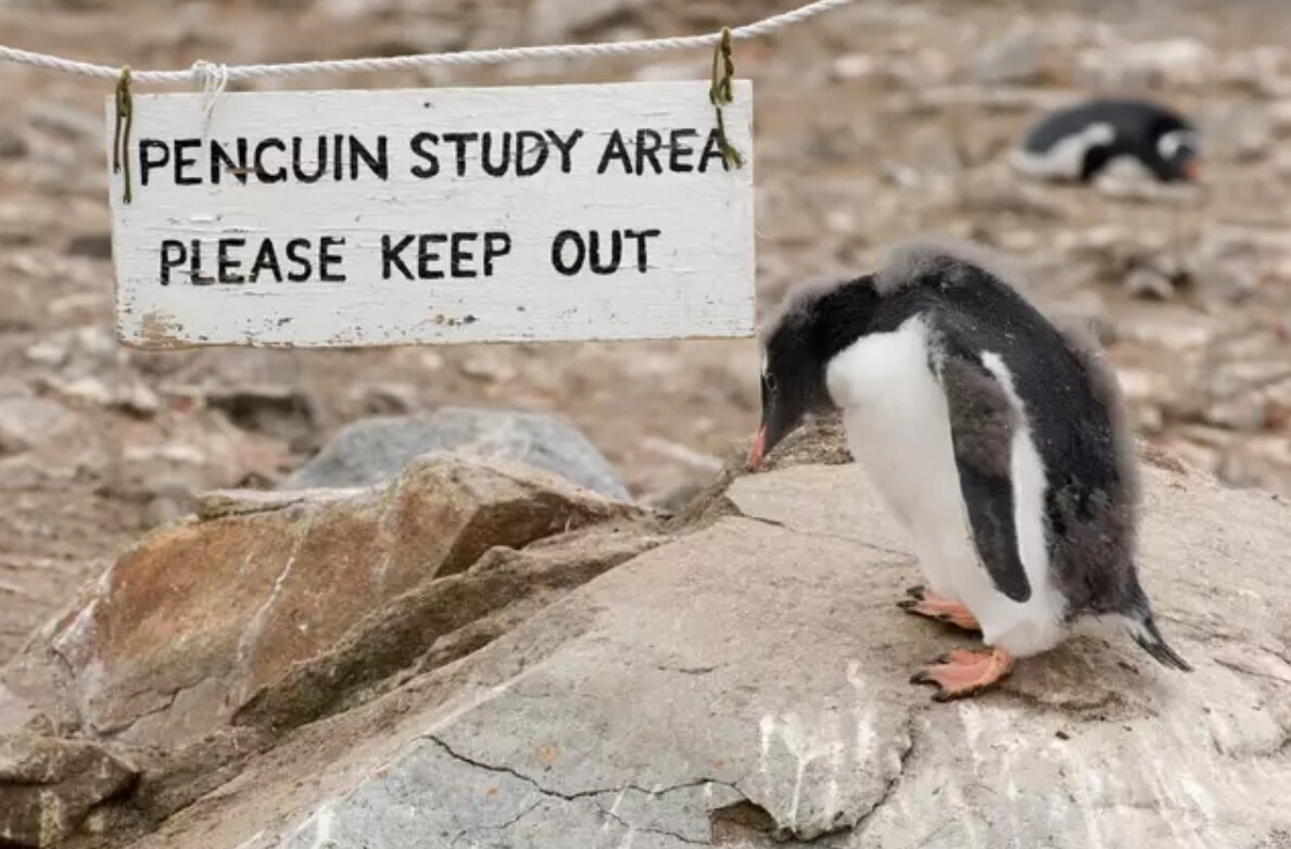 آگهی جالب استخدام در اداره پست قطب جنوب با یک شغل جذاب و هیجان انگیز!