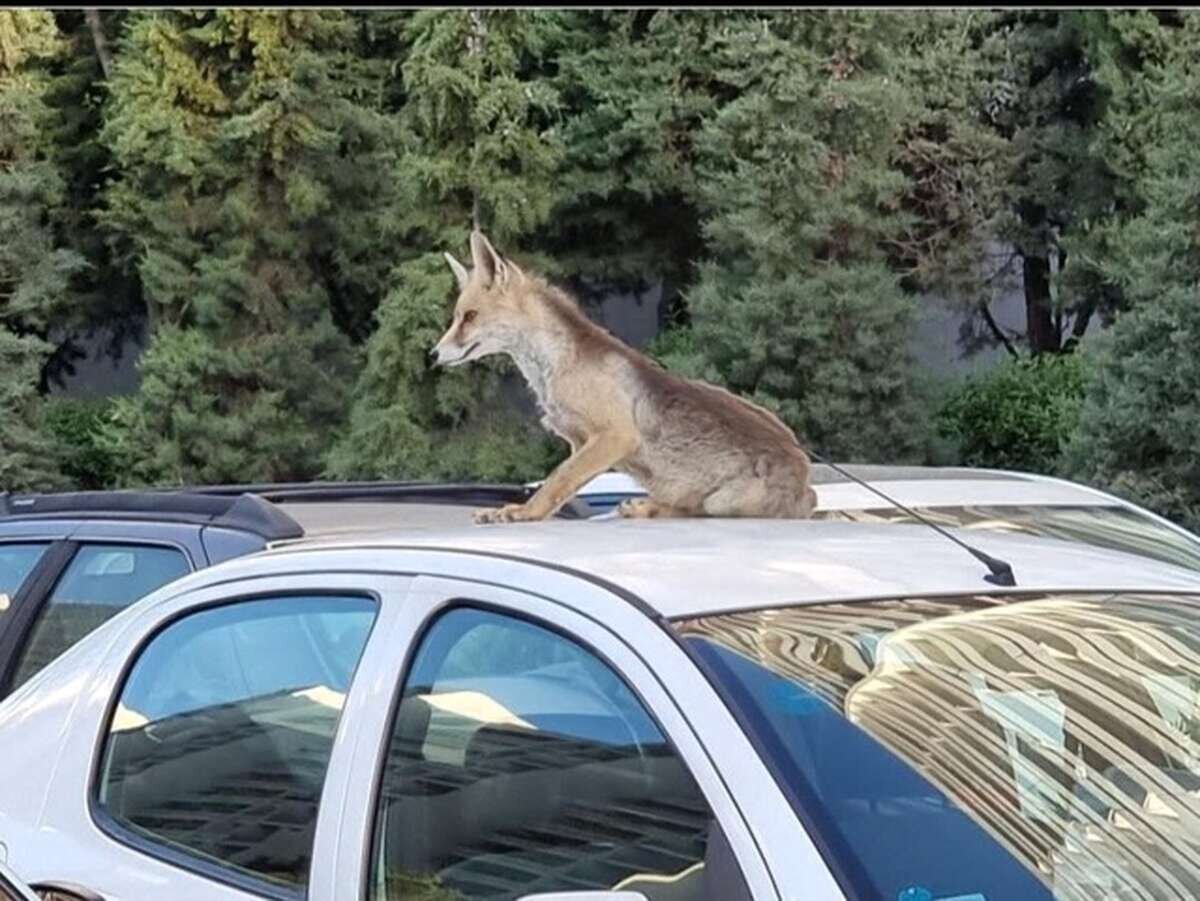 روباه در تهران