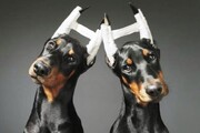 تتو و بوتاکس برای سگ و گربه در ایران! | جراحی های عجیب و غریب زیبایی حیوانات | قیمت‌های نجومی فرم دهی بینی تا خوش صدا کردن سگ!