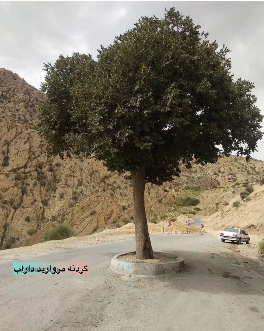عکس | درختی که وسط جاده میدان درست کرد!