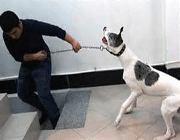 زنده به گور کردن سگ نافرمان و آتش زدن بچه گربه | حیوان آزاری به چه قیمت؟