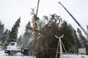 درخت کریسمس کاخ کرملین اینگونه انتخاب می‌شود | تصاویر بریدن مهم‌ترین درخت‌ روسیه در سال نو!