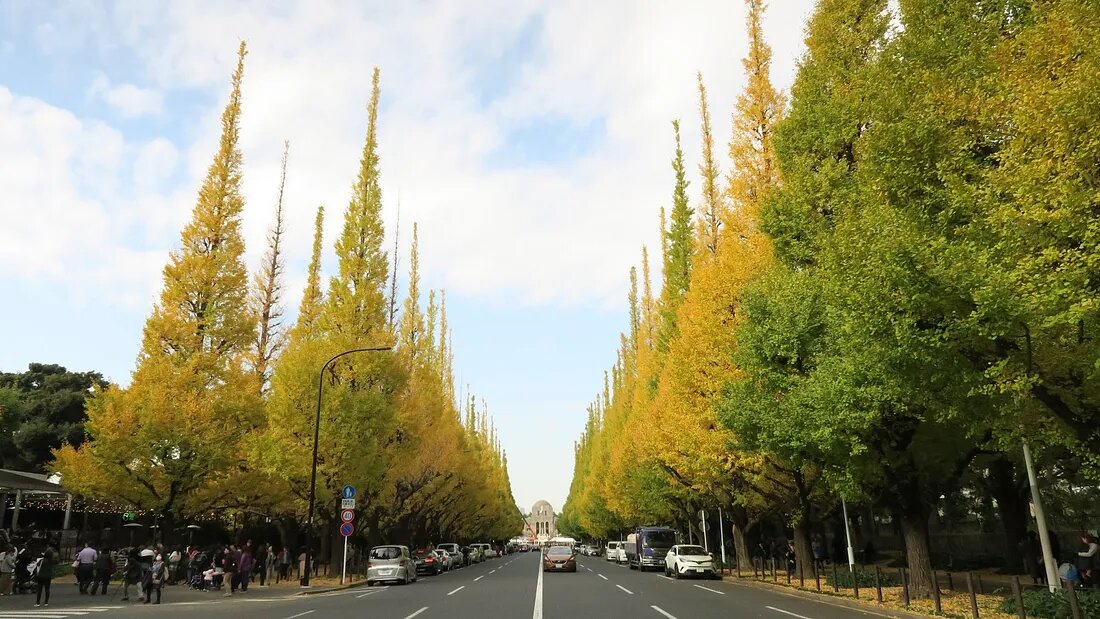 درخت باغ‌راه جینگو گاین توکیو