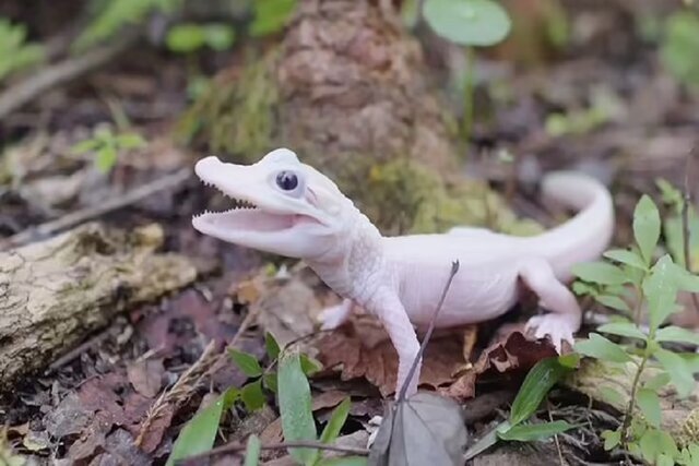 تصاویر تولد نادرترین تمساح جهان با چشمان آبی + فیلم