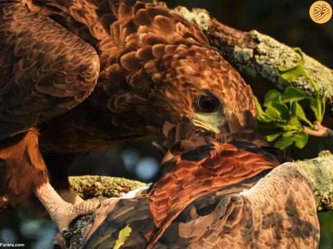 منظره نادر عقابی که همنوع خود را می‌خورد