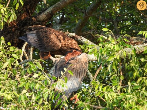 منظره نادر عقابی که همنوع خود را می‌خورد