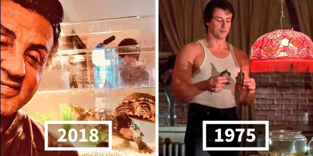 سرنوشت جالب دو لاکپشت فیلم راکی | عکسی که استالونه رو کرد