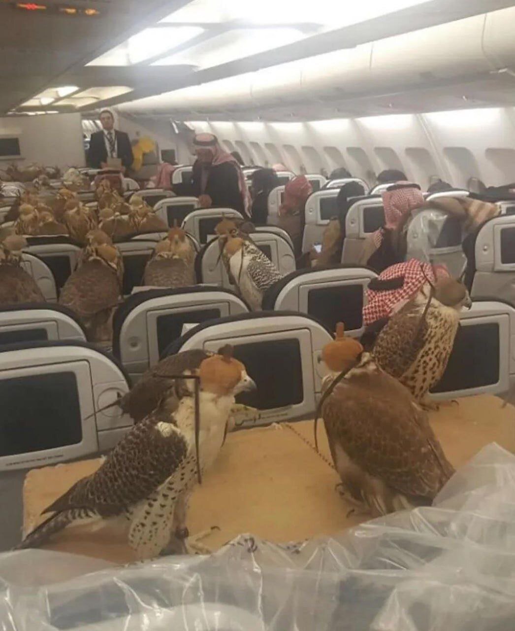 ۸۰ شاهینِ شاهزاده‌ی سعودی که برای هرکدام یک صندلی هواپیما خریداری شده