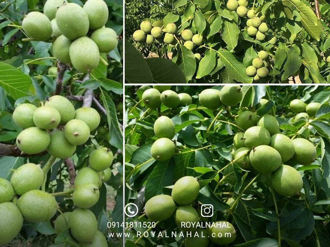 با کاشت نهال گردو فرنور دیرگل و مقاوم به سرما، سرمایه گذاری پایداری را تجربه کنید!