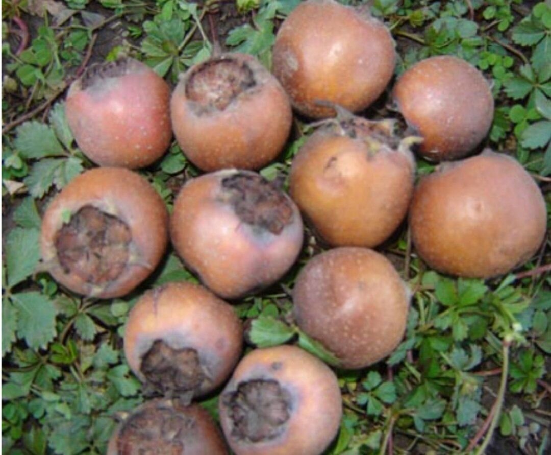 دورهمی گرم کشاورزان در شب سرد یلدا