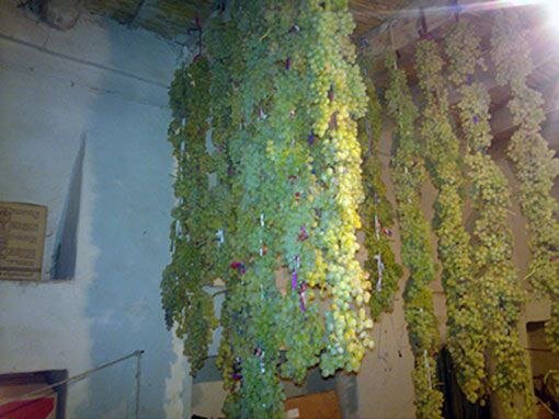 طبیب یلدا در سفره طرشتیها | قصه دلانگیز ریسههای انگور و انجیر