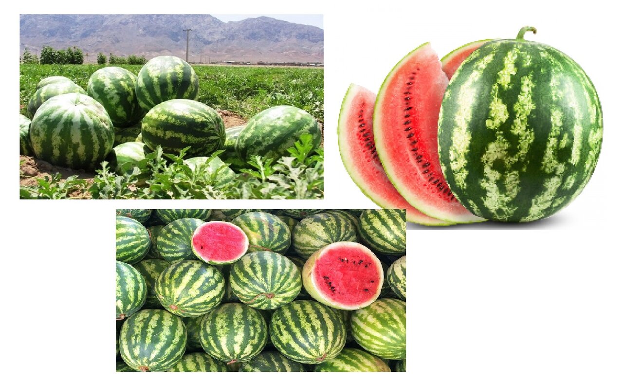 تشخیص هندوانه شب یلدا با این روشهای ساده | هر هندوانه ای را نخرید حتی به شرط چاقو! | شگردهای انتخاب هندوانه خوب و شیرین برای یلدا