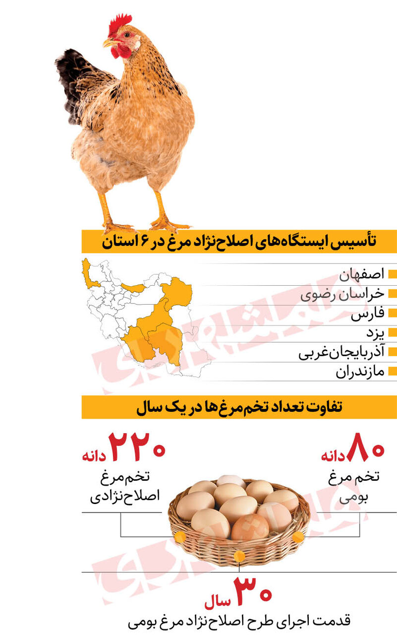 این مرغ‌ها، تخم مرغ بیشتری می‌دهند | اصلاح نژادی مرغ‌ها در ۶ استان
