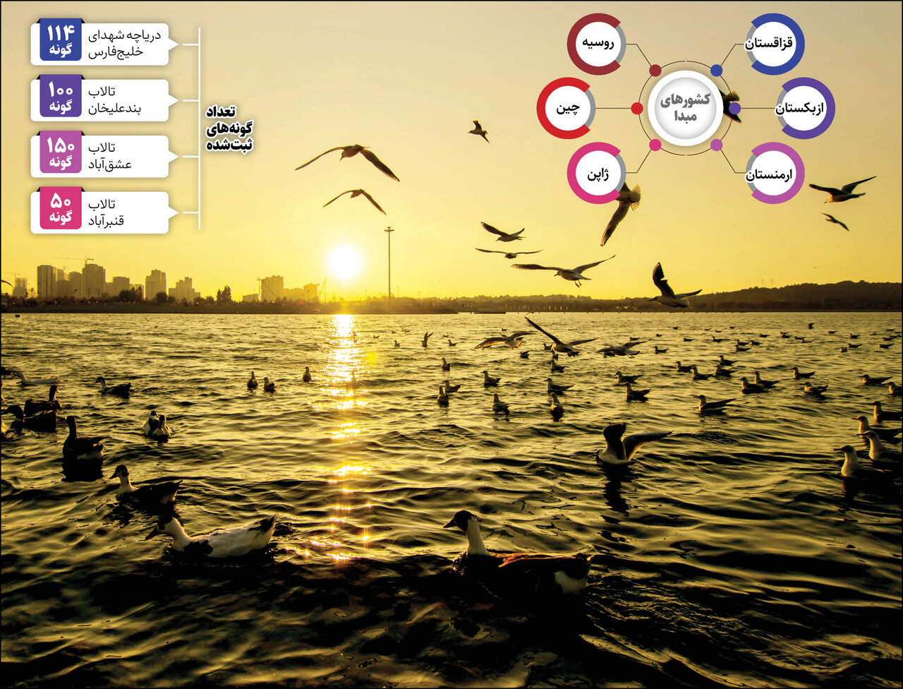 مهاجرت عجیب ۲۴۰ گونه پرنده به تهران | وقتی یک پرنده ژاپنی ساکن دریاچه چیتگر می شود