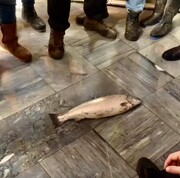 این ماهی ۱۰ میلیون و ۳۰۰ هزار تومان فروش رفت ! | شیوه چوب زدن ماهی را در شمال ایران ببینید