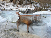 تصاویر آخرالزمانی از یخ زدگی حیوانات در سرمای منفی ۵۲ درجه!