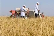 ابتکار عجیب چینی ها در حوزه کشاورزی برای تامین امنیت غذایی در نتیجه تغییرات اقلیمی