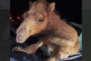 تصاویری عجیب از تصادف با شتر در جاده جاسک | وضعیت شتر و خودرو را ببینید