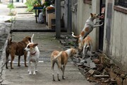 تصاویری ترسناک از بزرگترین اجتماع سگ‌ها در کرج | نگرانی مردم از ازدحام سگ‌ها+ ویدیو