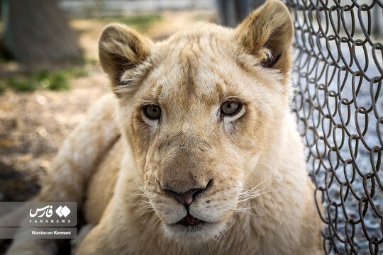 سانا، اولین توله شیر سفید آفریقایی در ایران