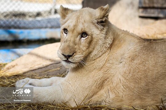 سانا، اولین توله شیر سفید آفریقایی در ایران