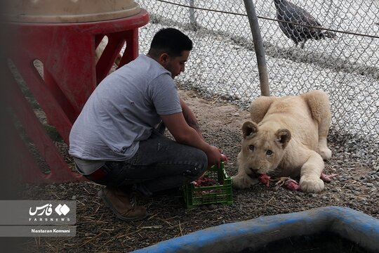 سانا، اولین توله شیر سفید آفریقایی در ایران