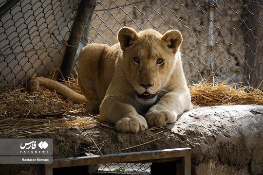 سانا، اولین توله شیر سفید آفریقایی در ایران