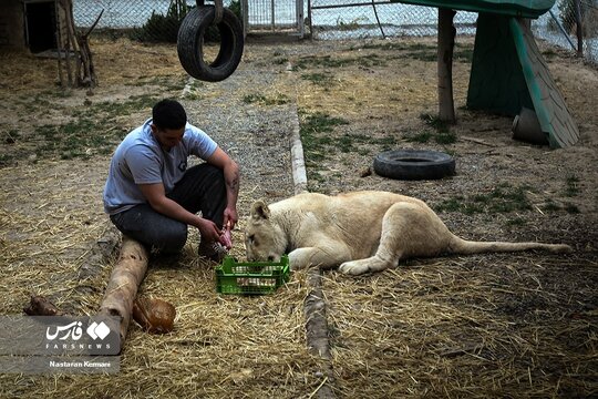 تصاویری بسیار زیبا از اولین توله شیر سفید آفریقایی در ایران!