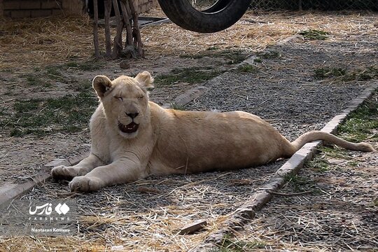 سانا، اولین توله شیر سفید آفریقایی در ایران
