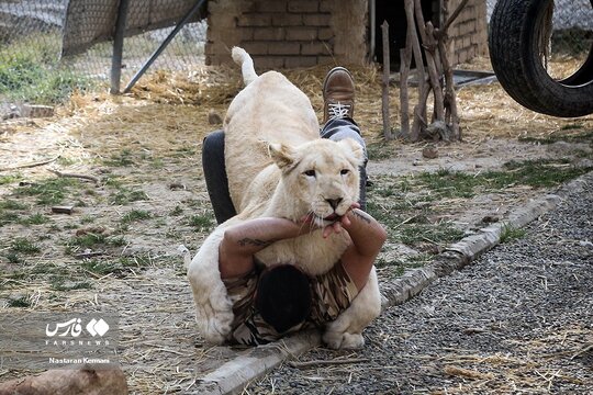 سانا، اولین توله شیر سفید آفریقایی در ایران