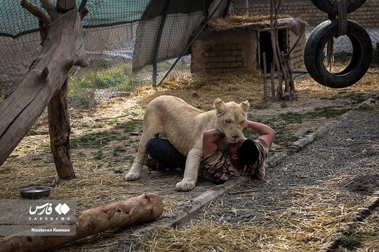 سانا، اولین توله شیر سفید آفریقایی در ایران
