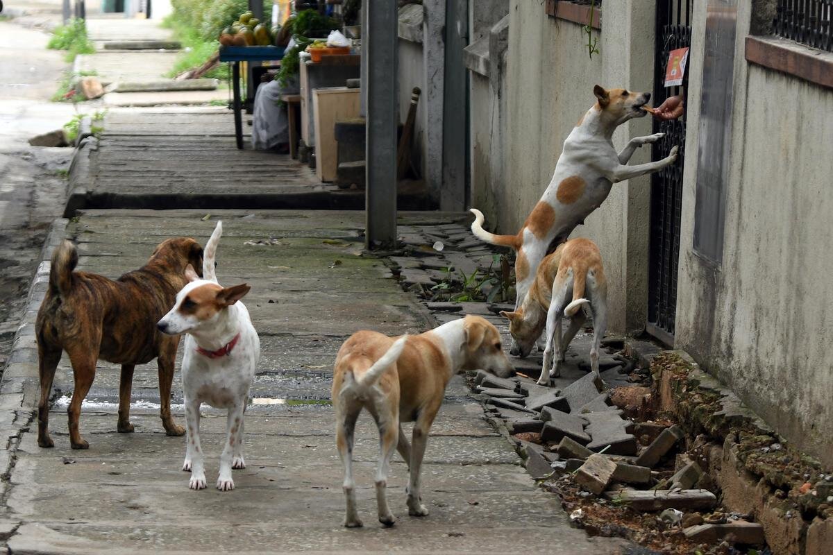 دنیا درگیر معضل سگ های ولگرد و خانگی | این کشور بیشترین سگ‌های ولگرد را دارد | ایجاد نقشه سگ یاب در تگزاس