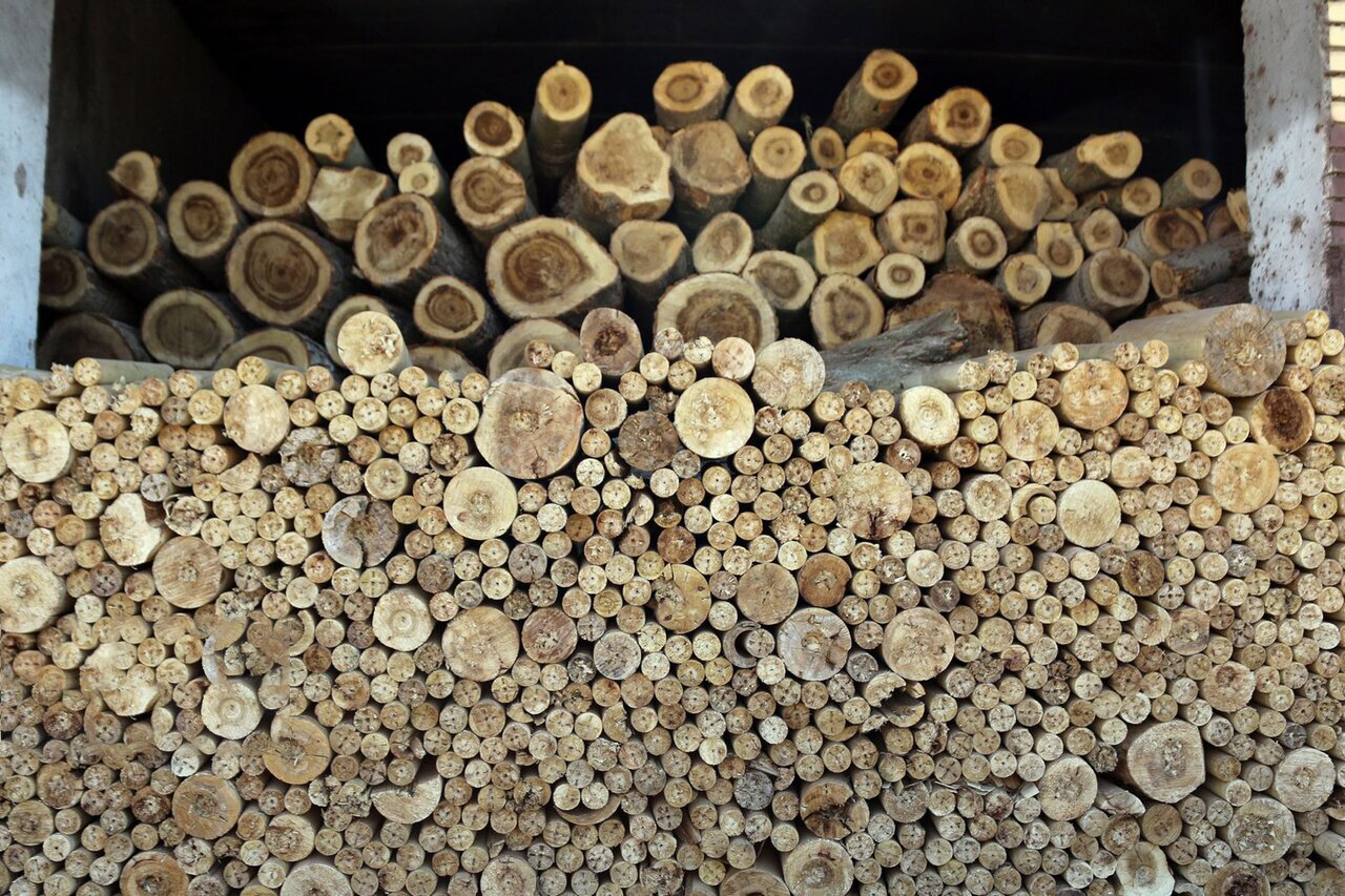 کدام درخت ها برای تجارت مناسبند؟