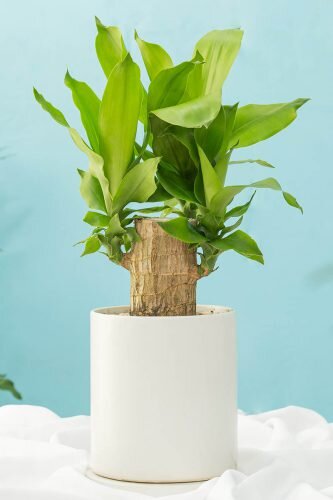 گیاه محبوب آپارتمانی سال ۲۰۲۴ چیست؟