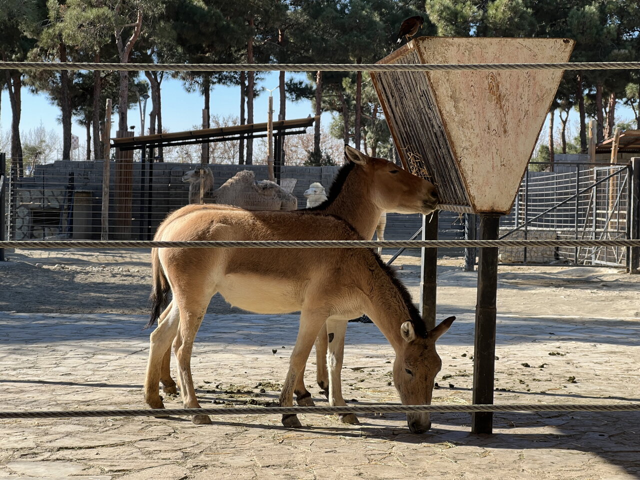 حیوانات باغ وحش ارم ماهیانه یک میلیارد و ۵۰۰ میلیون تومان غذا میخورند | برای فیلها روزی ۱۰۰ کیلو میوه سرو میشود!