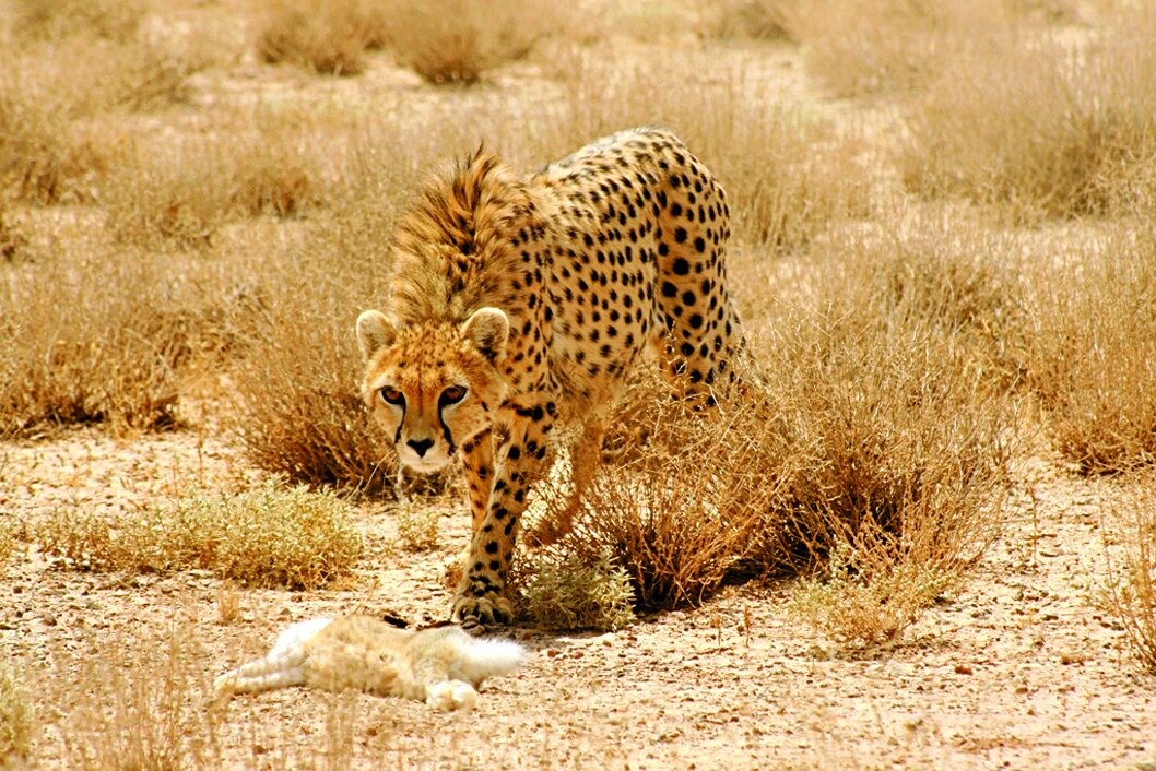 از دیدن این حیوانات در مترو تهران تعجب نکنید