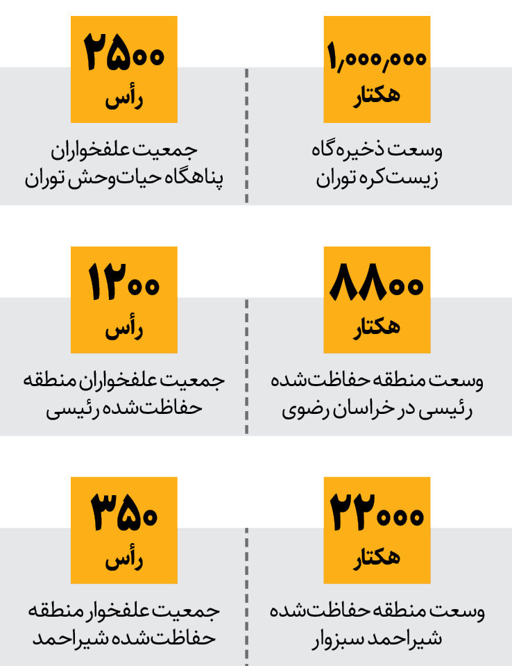 آهو های خراسان را برای شکار به عرب ها می دهند؟ | گرسنگی دادن به یوز ها به یک دلیل عجیب !