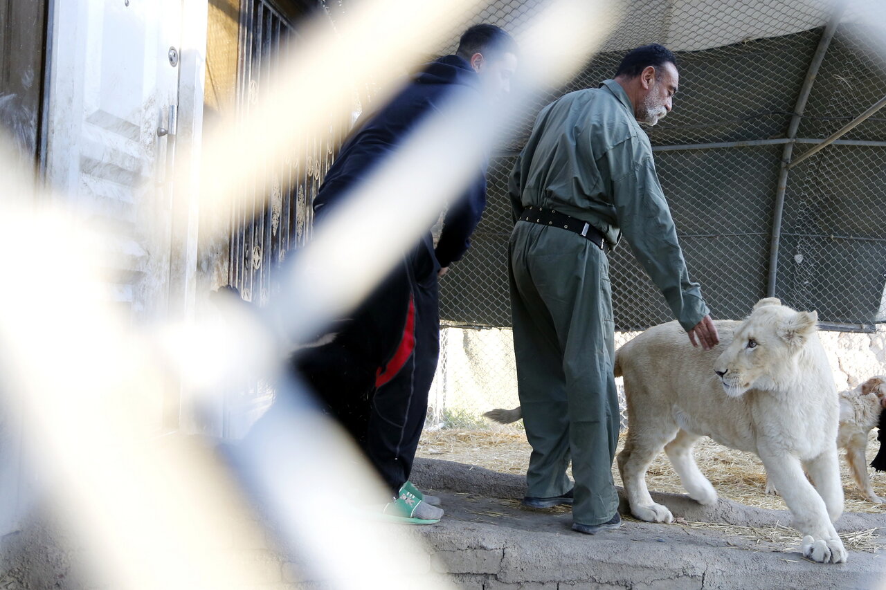 این مرد ۷۰۰ حیوان در خانه اش نگهداری می کند | از پلیکان بادیگارد تا ببر سیبری ! (عکس)