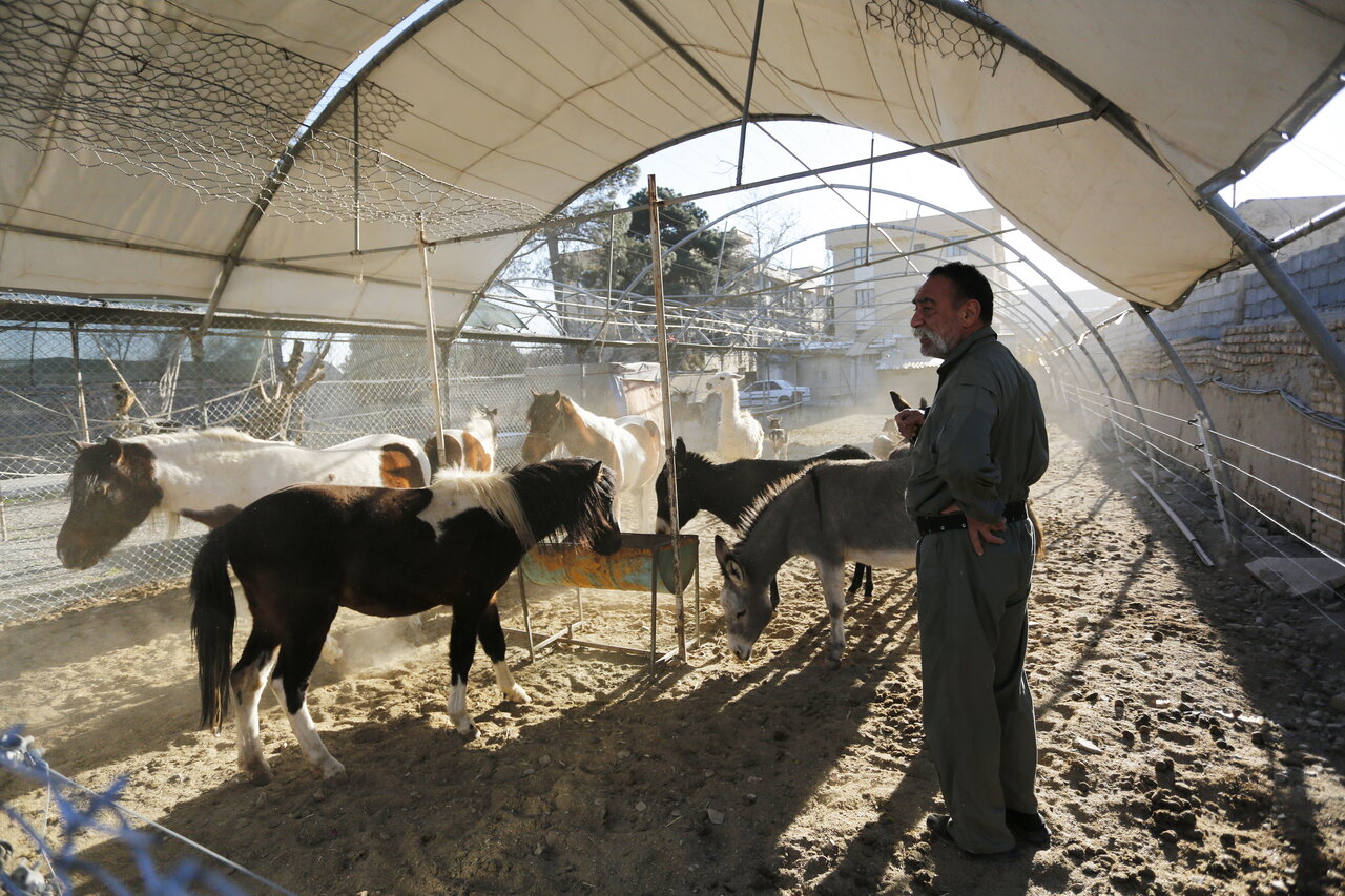 این مرد ۷۰۰ حیوان در خانه اش نگهداری می کند | از پلیکان بادیگارد تا ببر سیبری ! (عکس)
