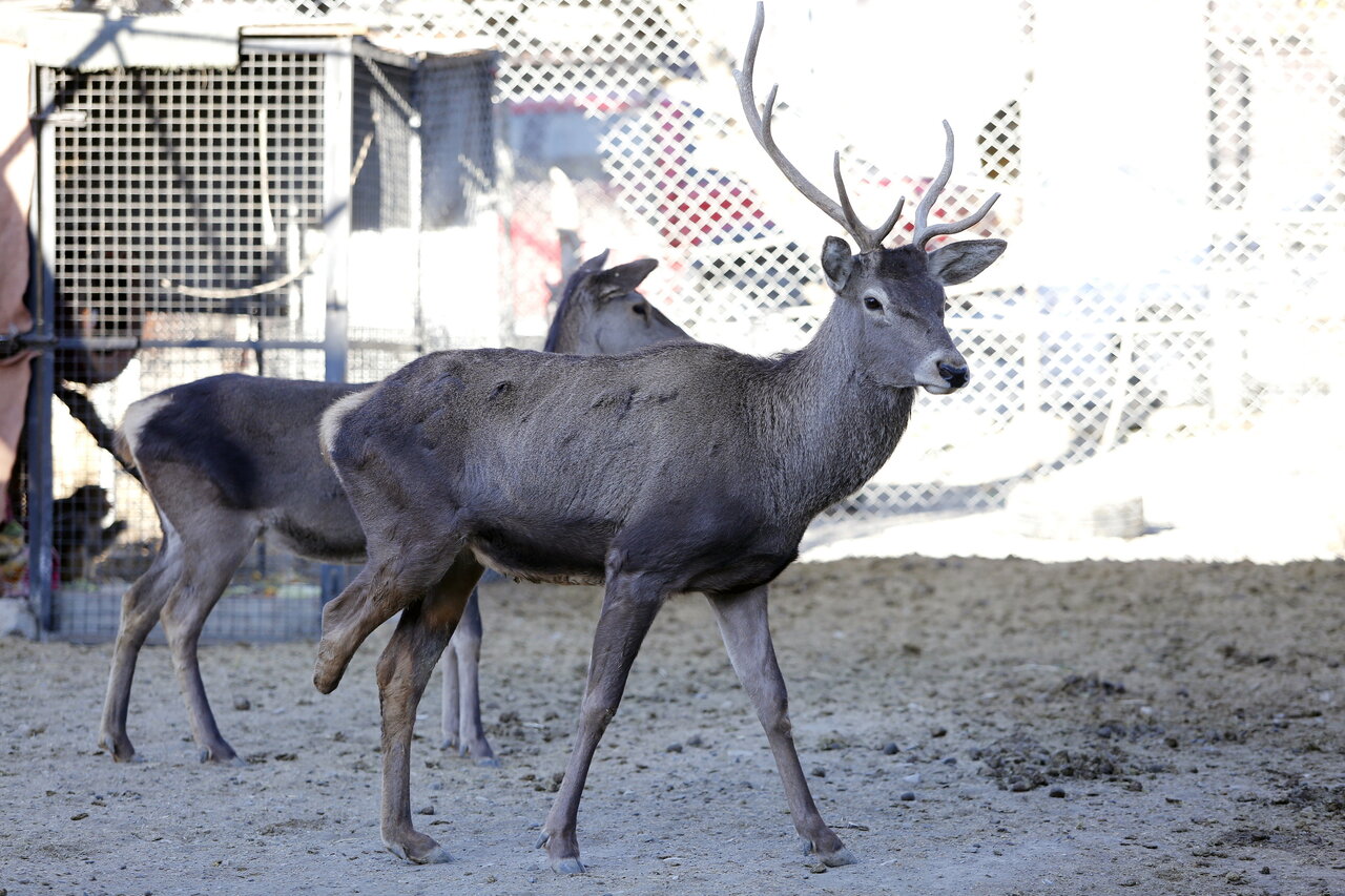 این مرد ۷۰۰ حیوان در خانه اش نگهداری می کند | از پلیکان بادیگارد تا ببر سیبری ! (عکس)
