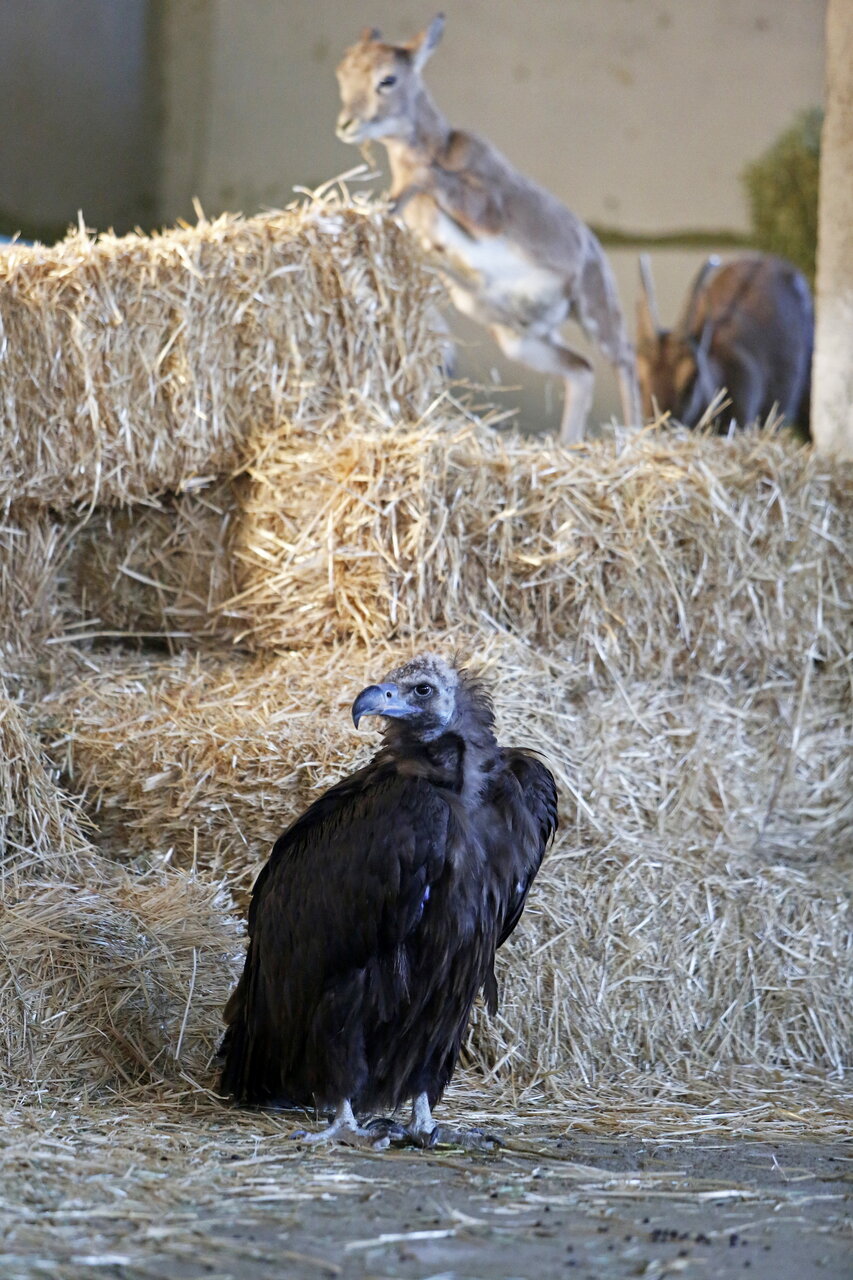 این مرد ۷۰۰ حیوان در خانه اش نگهداری می کند | از پلیکان بادیگارد تا ببر سیبری ! (عکس)