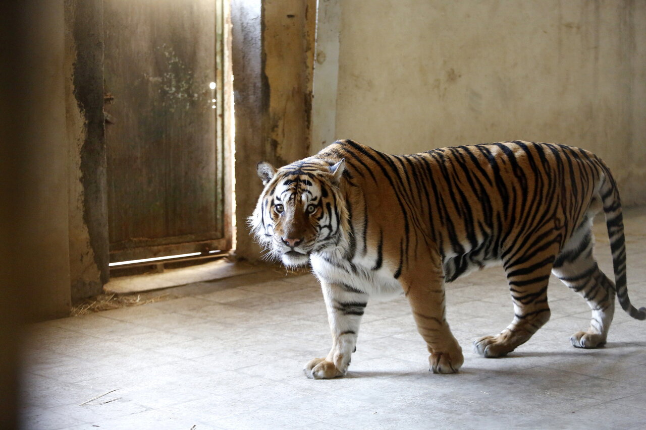 این مرد ۷۰۰ حیوان در خانه اش نگهداری می کند | از پلیکان بادیگارد تا ببر سیبری ! (عکس)
