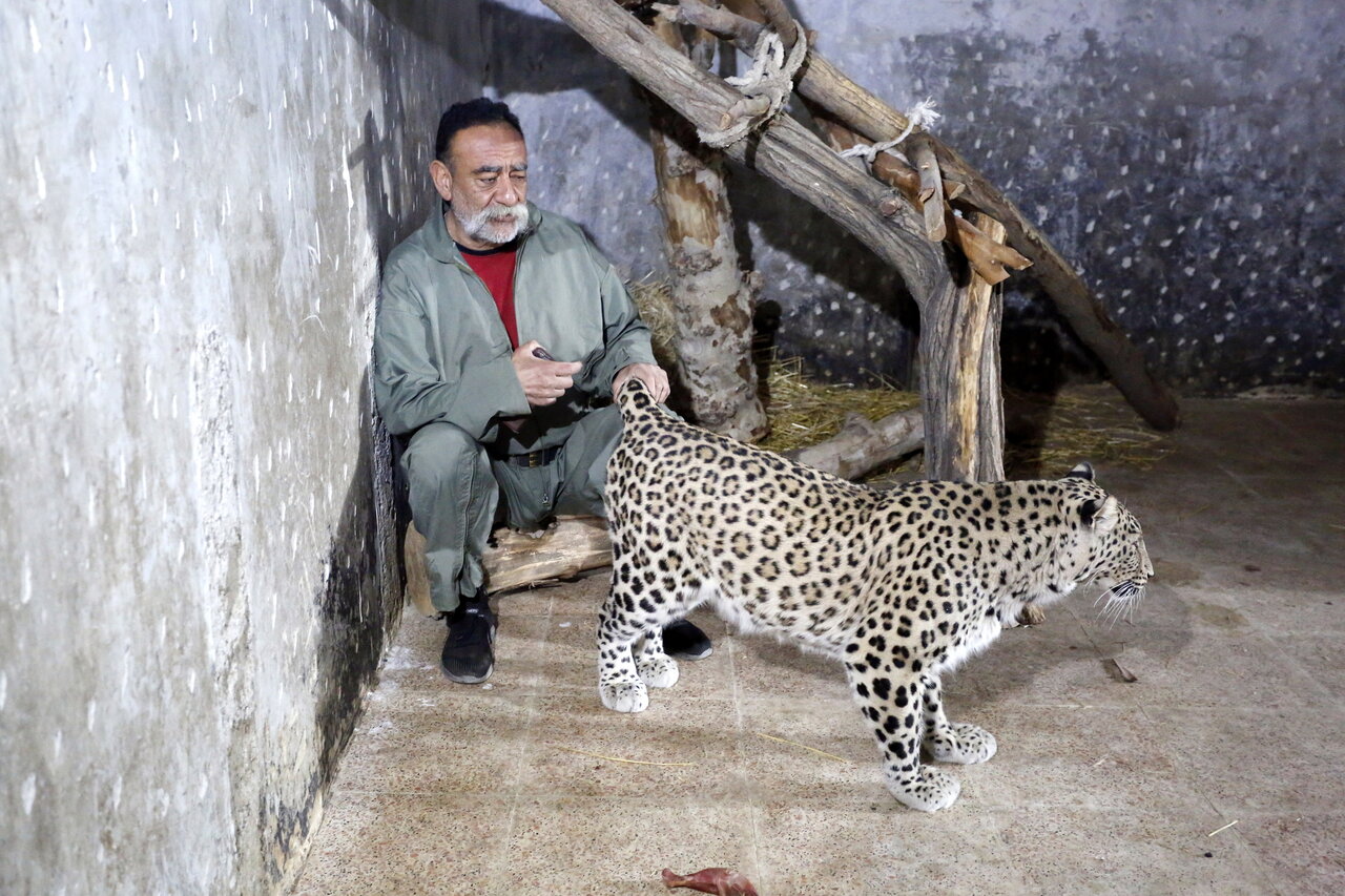 این مرد ۷۰۰ حیوان در خانه اش نگهداری می کند | از پلیکان بادیگارد تا ببر سیبری ! (عکس)