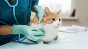یک مصوبه مهم در مورد حیوانات خانگی | شورای شهر ایجاد مراکز دامپزشکی در پهنه مسکونی را ممنوع می‌کند؟